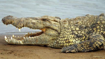 В Китае археологи нашли останки древнего крокодила-людоеда‍