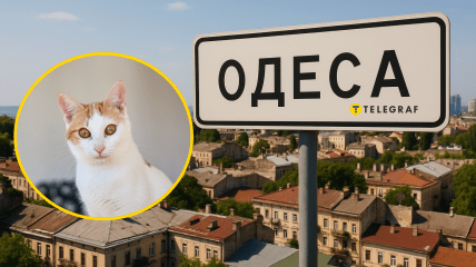 Одесский котик стал звездой сети