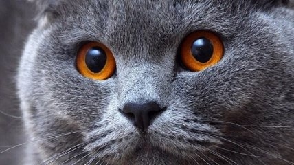 Шотландская вислоухая кошка с нереально красивыми глазами (Фото) 