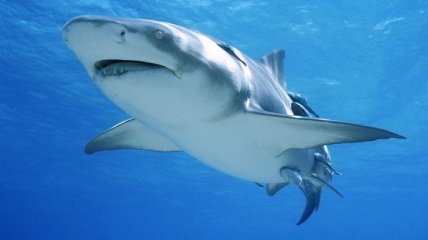 Новые подробности о белых акулах