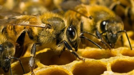 Пчелы могут испытывать эмоции и смены настроения