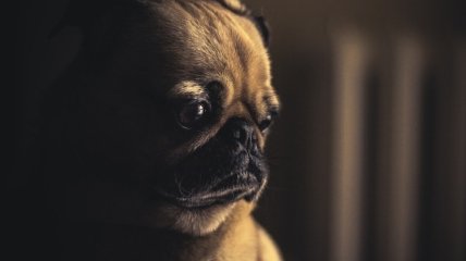В одном из французских городов собакам запретили "злоупотреблять" лаем 