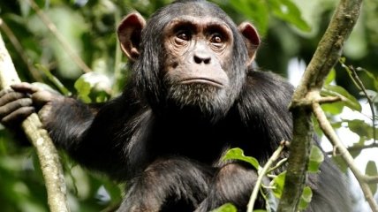 Ученые обнаружили у диких обезьян пристрастие к спиртному