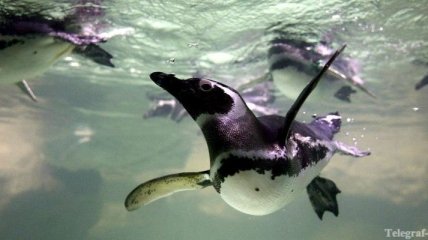 В киевском зоопарке построят океанариум