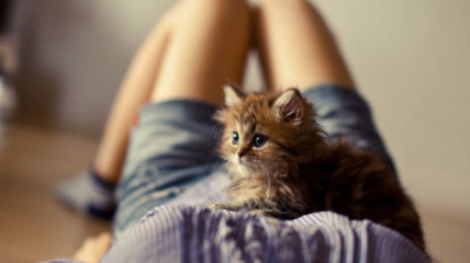 Беременность и кошка: токсоплазмоза не избежать?
