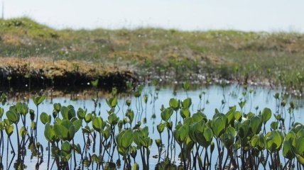 Всему виной человек: около половины торфяных болот в Европе осушено