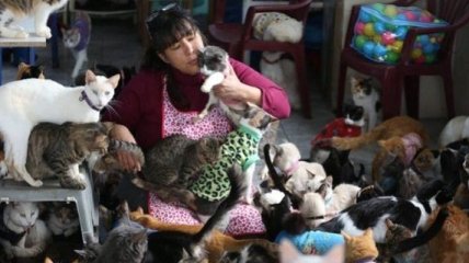 Медсестра сделала из своего дома приют для кошек (Фото) 