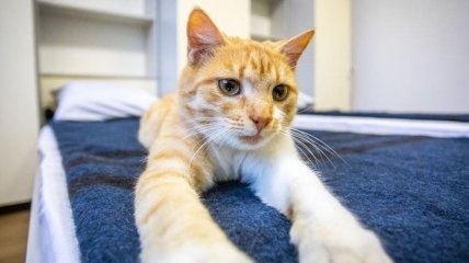 Порошенко в своем Facebook впервые опубликовал пост про кота 