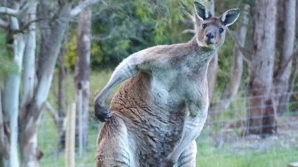 Мускулистый самец кенгуру удивил Сеть