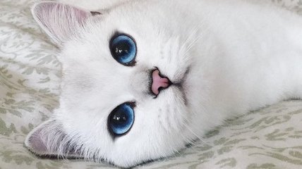 Самый красивый кот: голубоглазый Коби, в которого можно влюбится (Фото) 