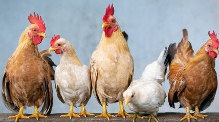 Найбільшими споживачами української курятини є Саудівська Аравія та Нідерланди