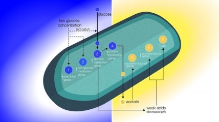 Раскрыта тайна изменчивости бактерий в космосе 