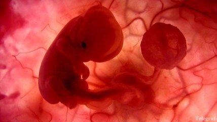 Что происходит в организме во время беременности