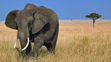 В Зимбабве вдвое увеличилась популяция слонов