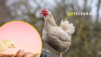 Чи потрібно опалювати курник