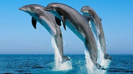 Минобороны РФ решило купить пять дельфинов