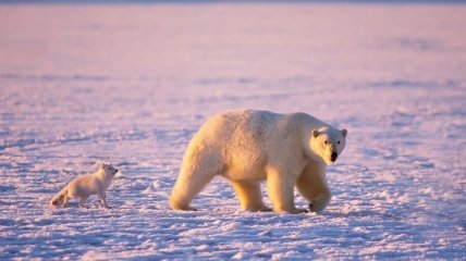 Арктика: перспективы развития 
