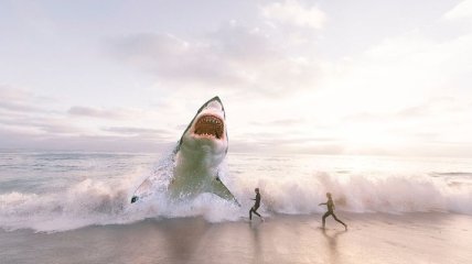 Защита от акул: в Австралии придумали, как обезопасить туристов