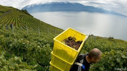 Ученые открыли новые целебные свойства винограда