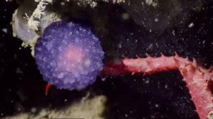 Обнаружена таинственная светящаяся сфера на дне океана