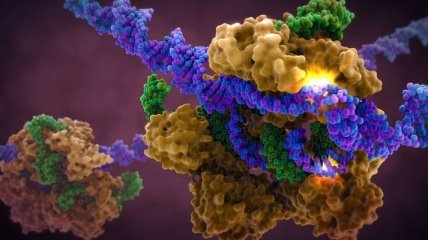 Исследователи научились редактировать ДНК без разрыва
