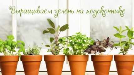 Красиво и полезно: как выращивать зелень дома круглый год