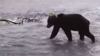 Видеохит: охота ленивого медведя взорвала интернет
