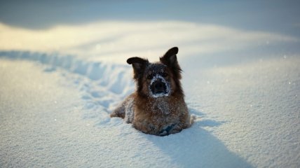 Залишок січня порадує українців сніговою погодою