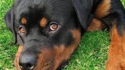 Ротвейлер всю ночь охранял забытого на улице малыша