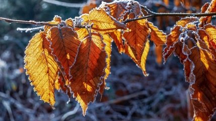 Первые морозы уже на горизонте: чего ждать украинцам от погоды в ноябре