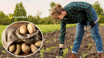 Как вырастить крупный урожай картофеля