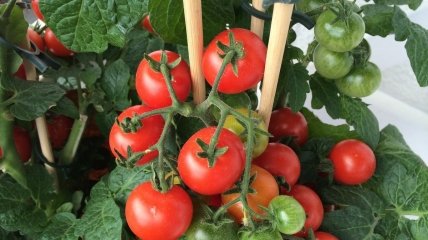 Врожай томатів залежить від вибору добрива
