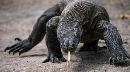 Комодский варан: как выживают самые большие ящерицы, дожившие до нашего времени