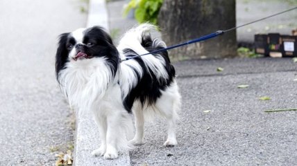 Собаки и кошки Японии бьют рекорд долгожительства