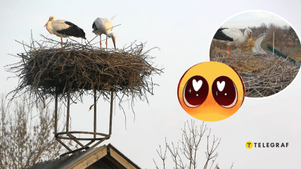 Гнездо птиц