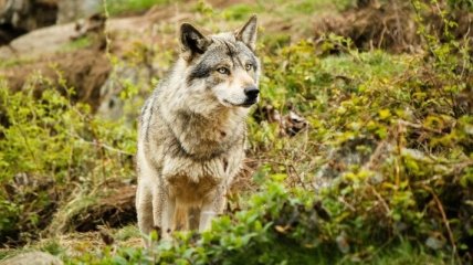 В Дании был замечен 1-й за последние 200 лет волк 