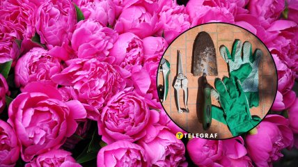 Щоб півонії пишно цвіли, про них треба подбати ще перед зимою