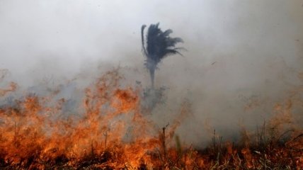 Болсонару отказался от помощи G7 в тушении пожаров в Амазонии