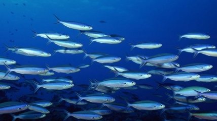 Ученые выяснили, что рыбы умеют петь хором 