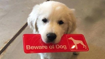 "Осторожно, злой пес": ну очень и очень "злющие" собачки