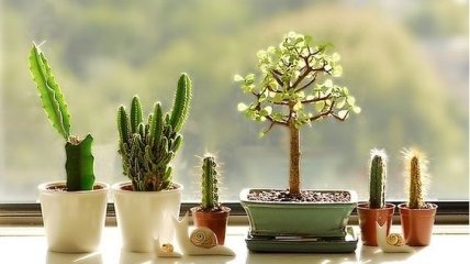 Растения в доме: 50 идей, как необычно разместить кактусы и суккуленты