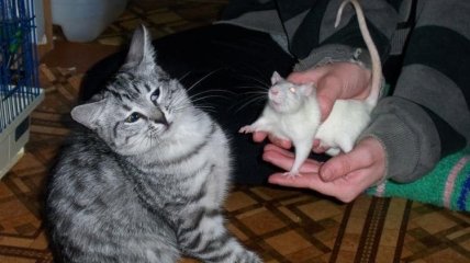 Идея для бренда наполнителя для кошачьих туалетов - "Коту под хвост": уморительные шутки про домашних питомцев