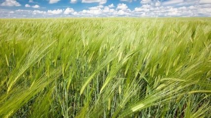 USDA: Прогноз урожая зерна в Украине снижен до 44 млн т