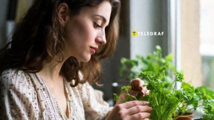 Выращивать петрушку в доме можно всю зиму