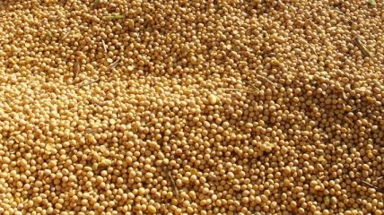 РФ запрещает поставки сои, подсолнечника и кукурузной крупы из Украины 