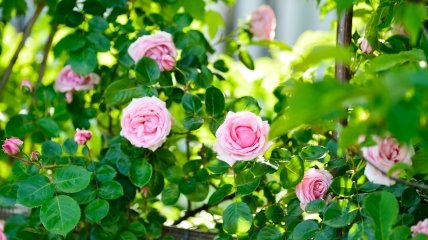 Троянди – прикраси будь-якої дачної ділянки