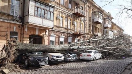 В Одессе погибла женщина - на нее упало дерево  