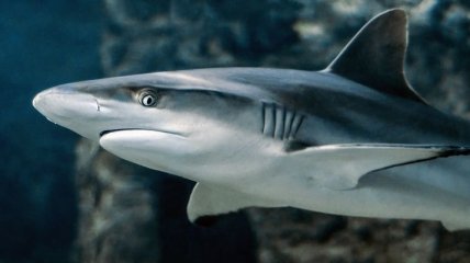 Ученые выяснили, что эмбрионы акулы съедают своих "братьев" в матке матери