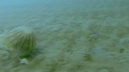 Ученые выяснили, что гигантские арктические медузы способны пережить зиму