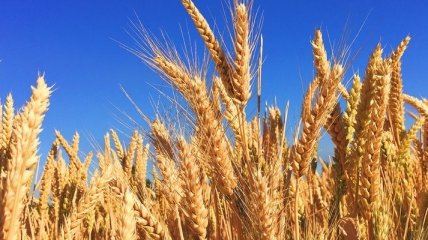 В Украине снизили темпы экспорта пшеницы